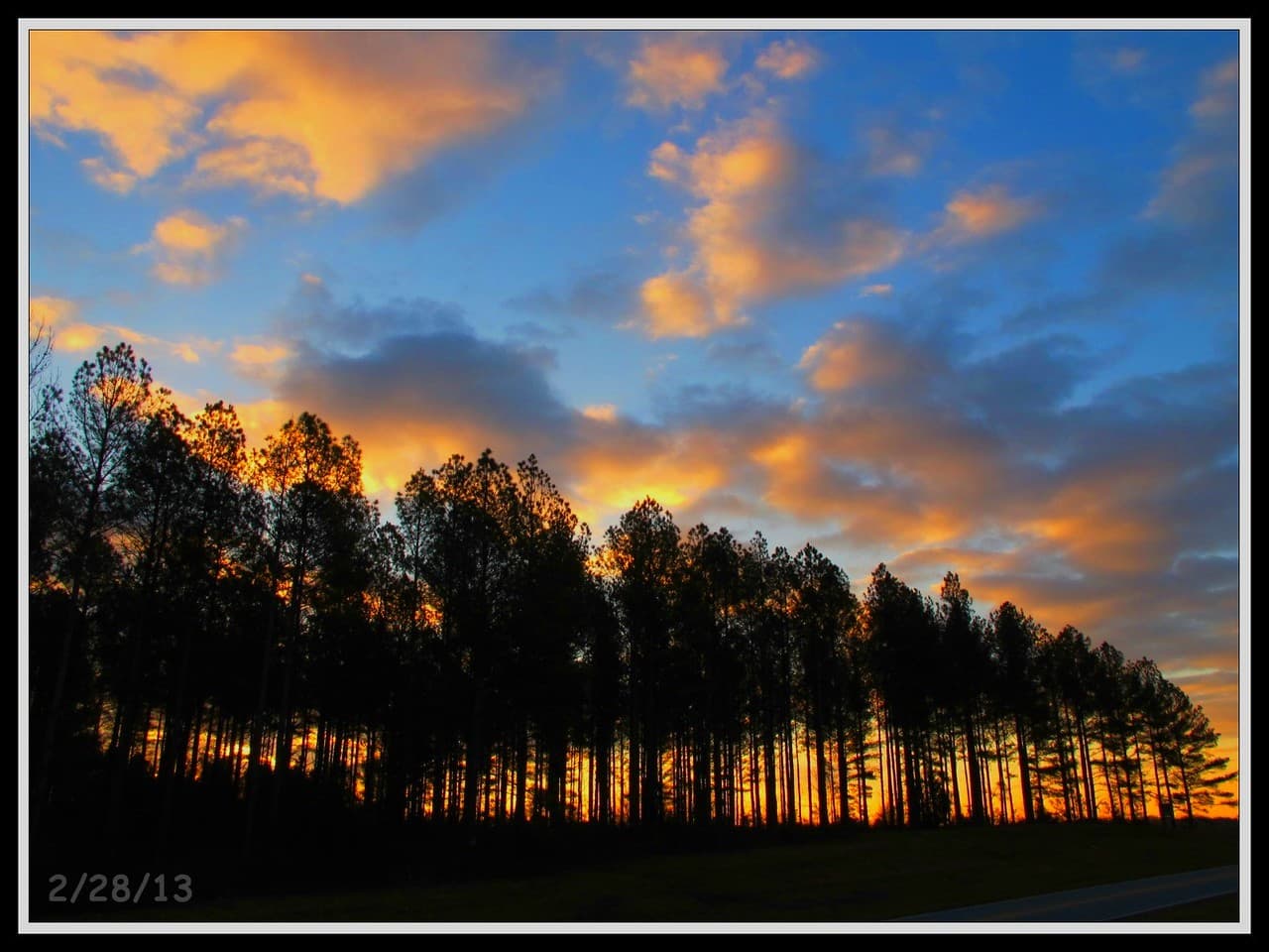 Pine forest campground atmosphere